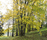 81-Осень в Полоцком Спасо-Евфросиниевском женском монастыре 